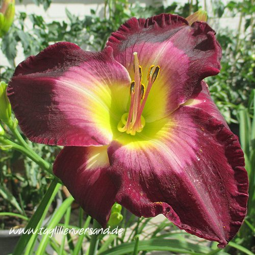 Foto der Tagliliensorte Another Night